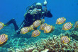 Tour du monde - Maldives - Club de plongée Laamu - Poisson papillon 