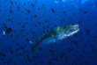 Maldives  - Centre de plongée Dive Ocean - Barracuda