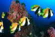 Maldives  - Centre de plongée Dive Ocean - Poissons-chochers