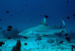 Maldives - Nika - La plongée - Requin gris © Anastasia Demkina