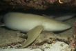 Maldives - Park Hayatt - La plongée - Requin nourrice