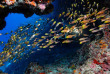 Maldives - Medhufushi - Werner lau - Glassfish © U.Kefrig