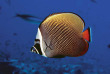 Maldives - Soleni Dive Center - Soneva Fushi