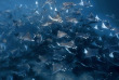 Mexique - Baja California - Croiisière Mobula et Orca © Nautilus Fleet - David Serradell