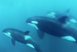 Mexique - Baja California - Croiisière Mobula et Orca © Nautilus Fleet - Dan Taylor