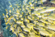 Mexique - Croisière Nautilus Liveaboards - Socorro © Michel Joseph