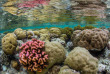 Micronésie - Palau - Ocean Hunter 3 - Fish'n Fins © Enric Sala