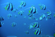 Mozambique - Ponta do Ouro - Blowing Bubbles Diving