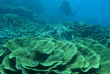 Nouvelle-Calédonie - Grande Terre - Poindimie - Tiéti Diving