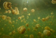 Palau - Jellyfish Lake © SPTO, David Kirkland