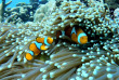 Papouasie-Nouvelle-Guinée - Port Moresby - Loloata Dive Resort