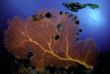 Papouasie-Nouvelle-Guinée - Croisière plongée Febrina  © Marcelo Krause