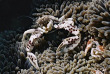 Papouasie-Nouvelle-Guinée - Croisière plongée Febrina  © Peter Lange