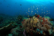 Philippines - Croisière plongée Philippines Siren © Chris Von Damn