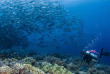 Philippines - Croisière plongée Seadoors
