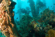 Philippines - Mindoro - Puerto Galera - Atlantis Dive Shop © JC Evans