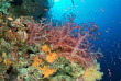 Philippines - Mindoro - Puerto Galera - Atlantis Dive Shop