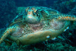 Philippines - Mindoro - Puerto Galera - Atlantis Dive Shop © Steven Weinberg