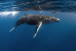 Nager avec les baleines de Polynésie avec Valérie Valton de Dolphinesse © Tahiti Tourisme - Greg Lecoeur