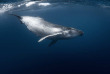 Nager avec les baleines de Polynésie avec Valérie Valton de Dolphinesse © Tahiti Tourisme - Greg Lecoeur