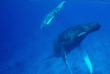 Polynésie française - Observation des baleines à Tahiti avec Fluid