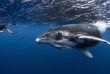 Polynésie - Baleine à bosse © Tahiti Tourisme  - Greg Lecoeur
