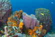Sainte-Lucie - Ty Kaye Island divers