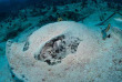 Seychelles - Mahe - Big Blue Divers
