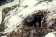 Seychelles - Praslin - Octopus Divers - La plongée - Raie pastenague © Robert Klaffus