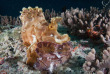 Tanzanie - Zanzibar - Unguja Divers © Shutterstock - Aqua Image