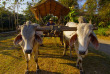Thailande - Promenade en char à bœufs © Asian Oasis