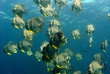 Thailande - Phuket - Sea Fun Divers 
