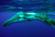 Tonga - Tonga Expeditions & Whale Watch