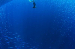 Açores - Faial - Norberto Divers © Nuno Sa