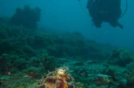 Açores - Terceira - Arraira Divers © Deavin Leary