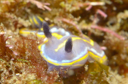 Açores - Terceira - Octopus Diving Center