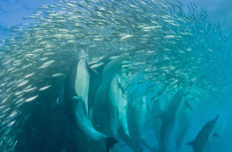 Safari Sardine Run et faune sauvage en Afrique du Sud avec Bleu Autrement