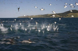 Afrique du Sud - Seal - Sardine Run