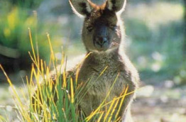 Australie - South Australia - Kandaroo Island - Kangourou