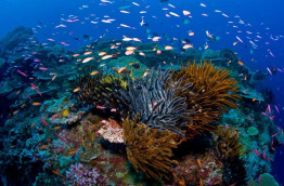 Australie - Christmas Island - Extra Divers © CITA - Mathieu Meur