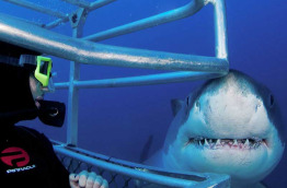 Australie - Croisière Plongée avec les Grands Requins Blancs © Rodney Fox Shark Expeditions