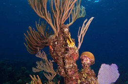 Bahamas - Andros - Small Hope Bay Lodge Dive Center © Charles Stirling