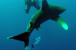 Egypte - Sharm El Sheikh - Sharks Bay Umbi Diving Village