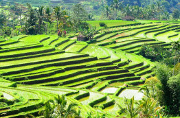 Indonésie - Bali -  Puri Dajuma Cottages - Rizières des alentours