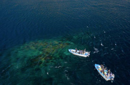 Indonésie - Croisiére plongée Wallacea Dive Cruise