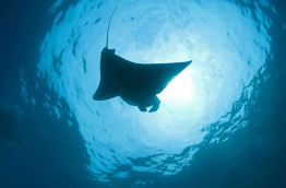 Indonésie - Bali - Candidasa - Gangga Divers © Beate Lange