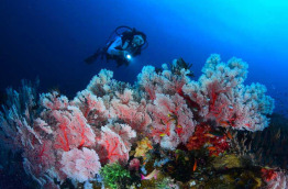 Indonésie - Sulawesi - Tompotika Dive Center © Stéphane Regnier