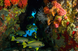 Indonésie - Sulawesi - Tompotika Dive Center © Patrick Ragot