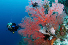 Indonésie - Sulawesi - Wakatobi Dive Center © Leon Joubert