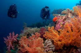 Indonésie - Sulawesi - Wakatobi Dive Center © Mark Snyder